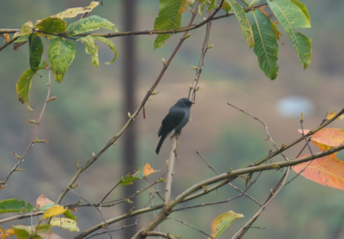 Black-winged Cuckooshrike - Sudip Simha