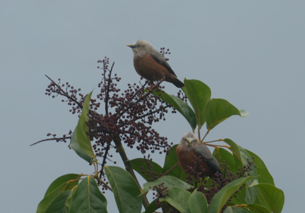 Chestnut-tailed Starling - ML616578379