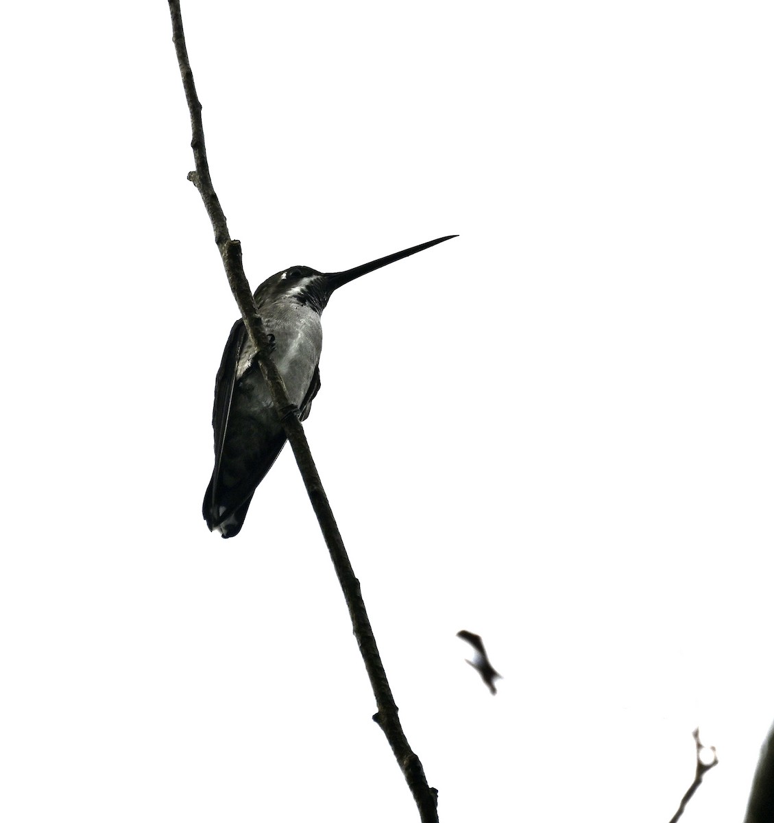 kolibřík achátový - ML616578380
