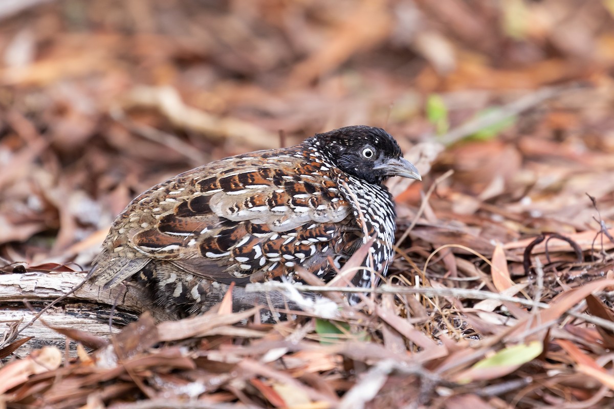 Black-breasted Buttonquail - ML616578436