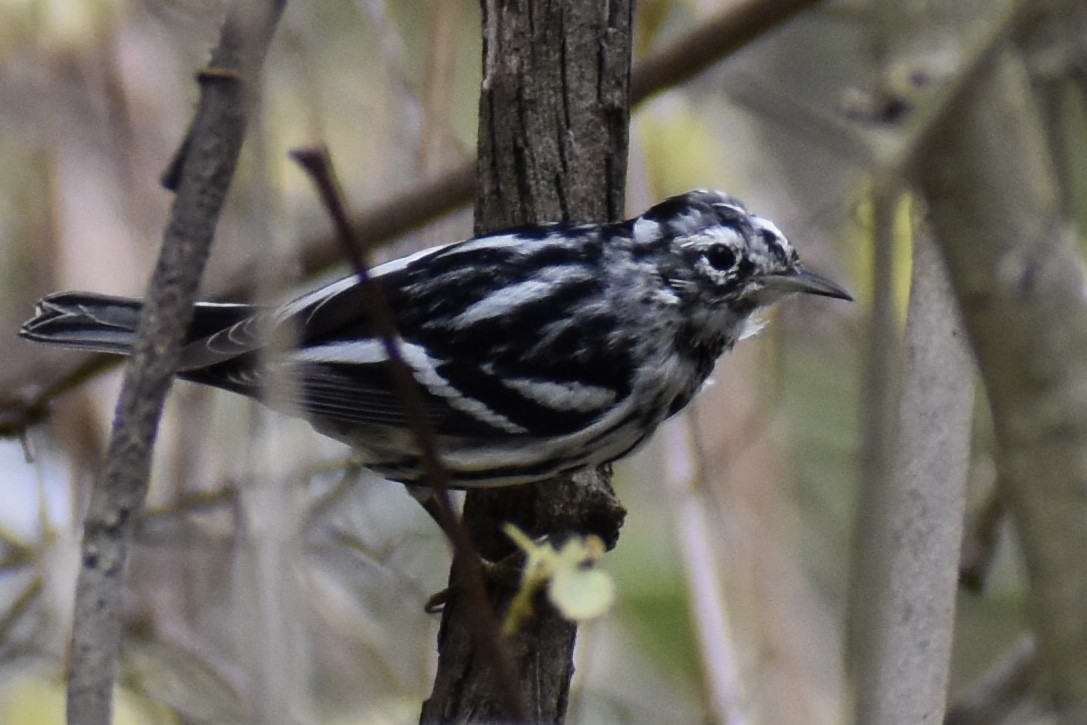Black-and-white Warbler - ML616578452