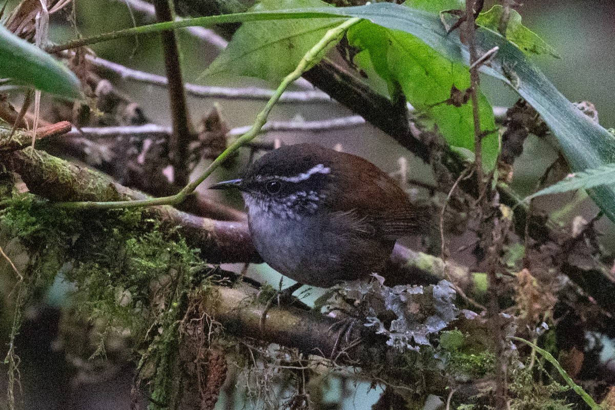 Gray-breasted Wood-Wren (Andean) - ML616578499