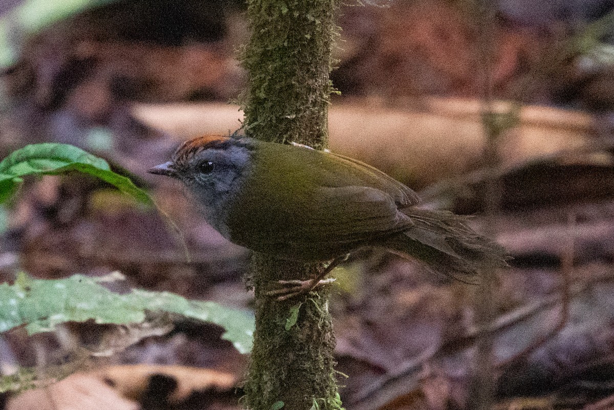 Gray-breasted Wood-Wren (Andean) - ML616578500