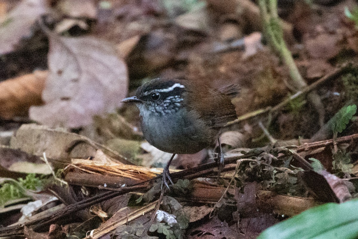 Gray-breasted Wood-Wren (Andean) - ML616578501