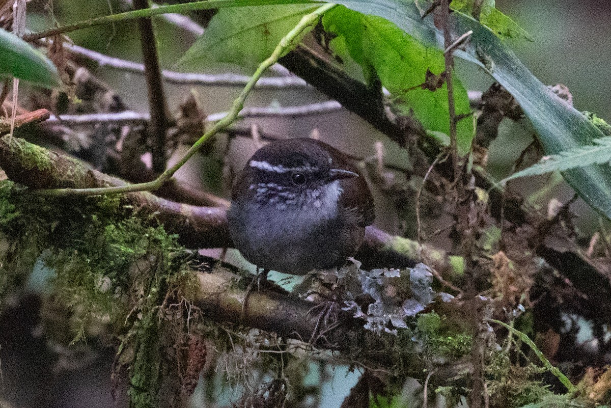 Gray-breasted Wood-Wren (Andean) - ML616578502