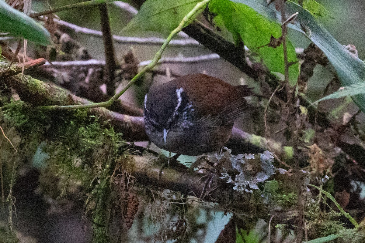 Gray-breasted Wood-Wren (Andean) - ML616578503