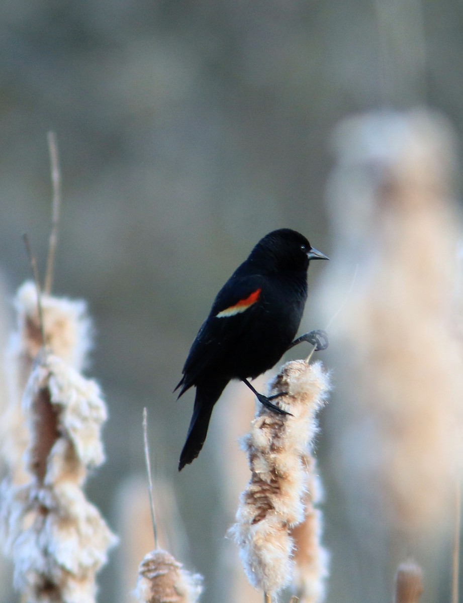 Red-winged Blackbird - ML616578586