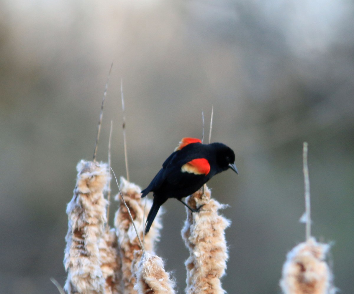 Red-winged Blackbird - Beth Poole