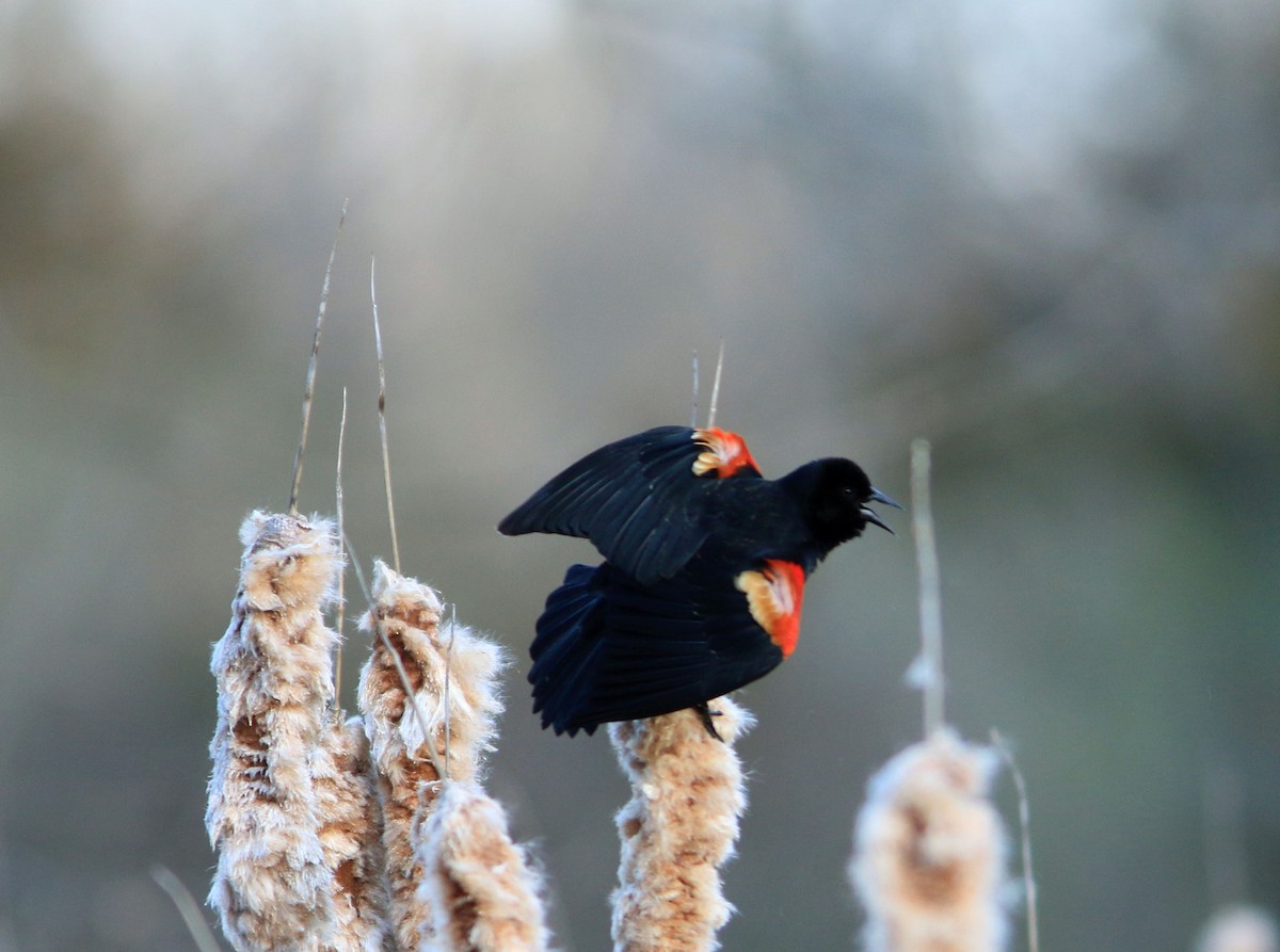 Red-winged Blackbird - ML616578589