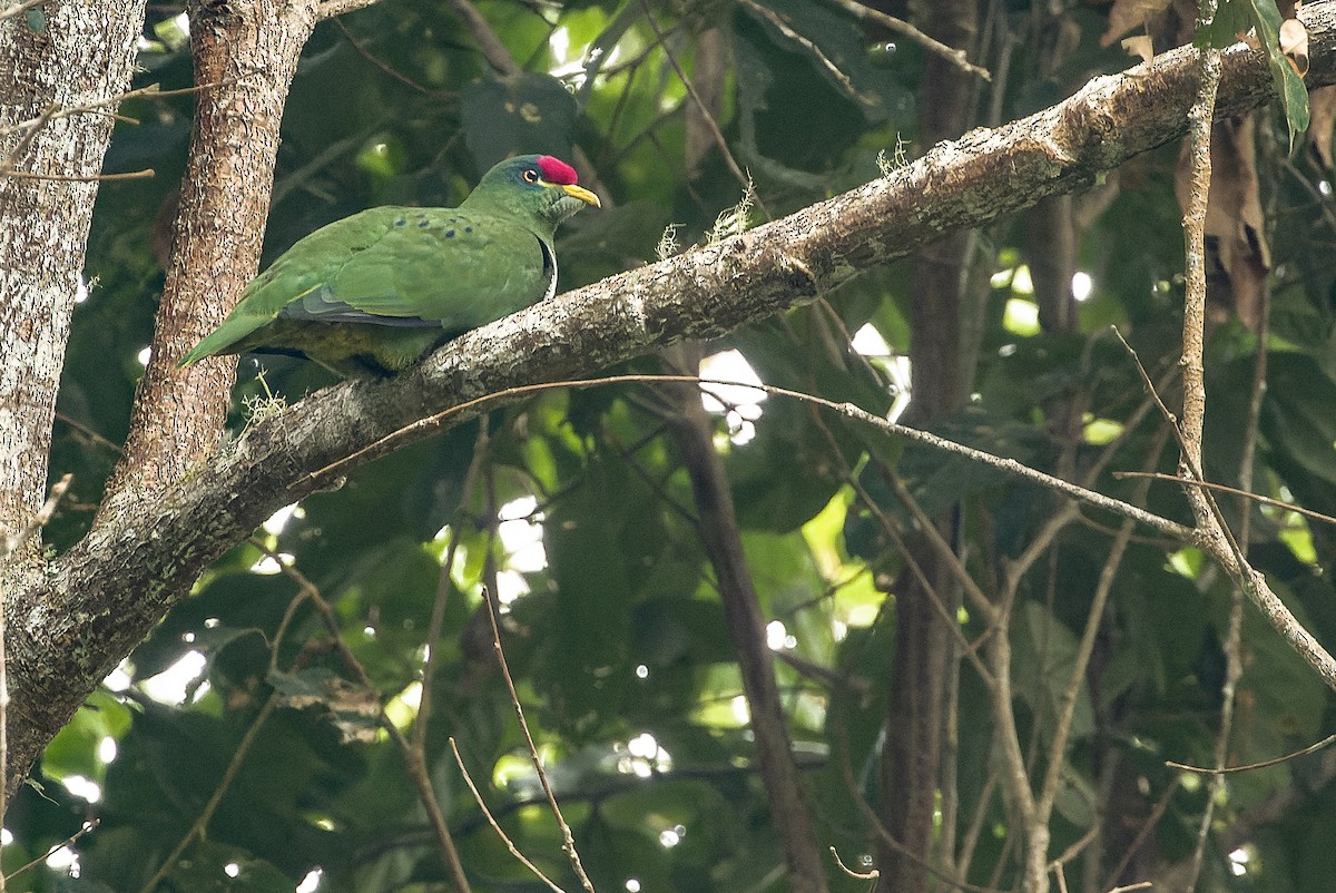 White-breasted Fruit-Dove - ML616578632