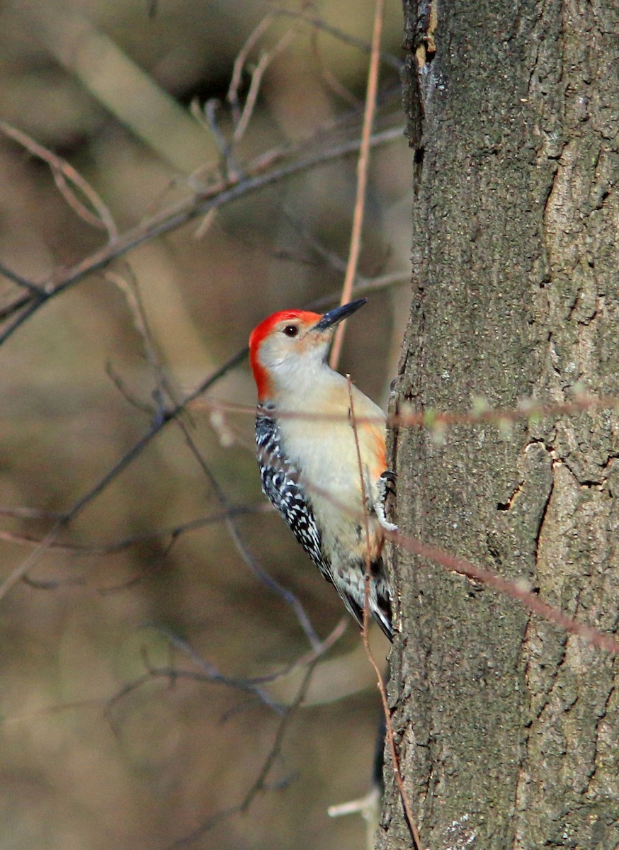 Red-bellied Woodpecker - Beth Poole