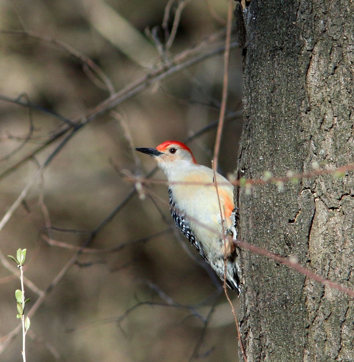 Red-bellied Woodpecker - ML616578694