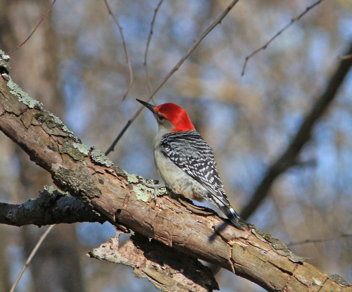 Red-bellied Woodpecker - ML616578695