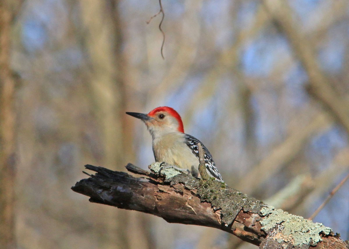 Red-bellied Woodpecker - ML616578696