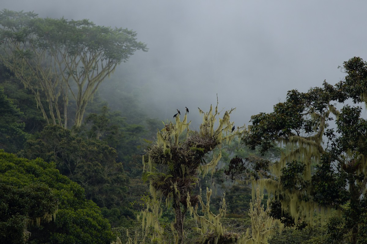 Papuan Mountain-Pigeon - ML616578756