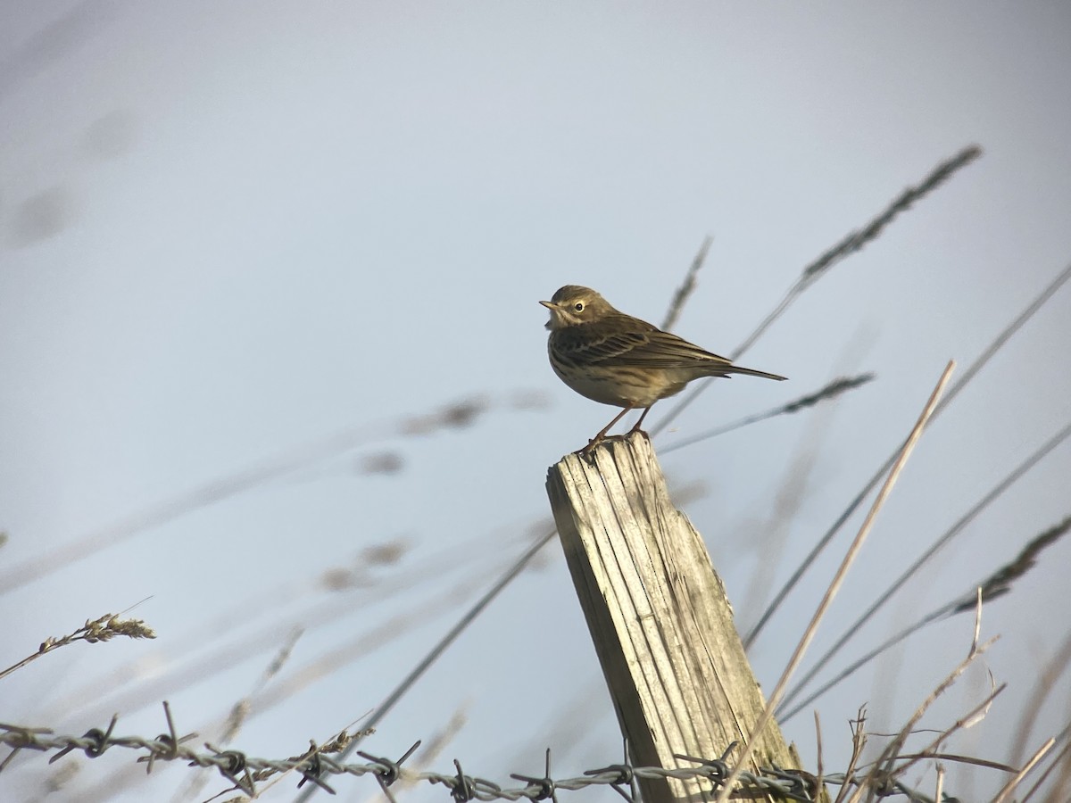 Meadow Pipit - ML616578765