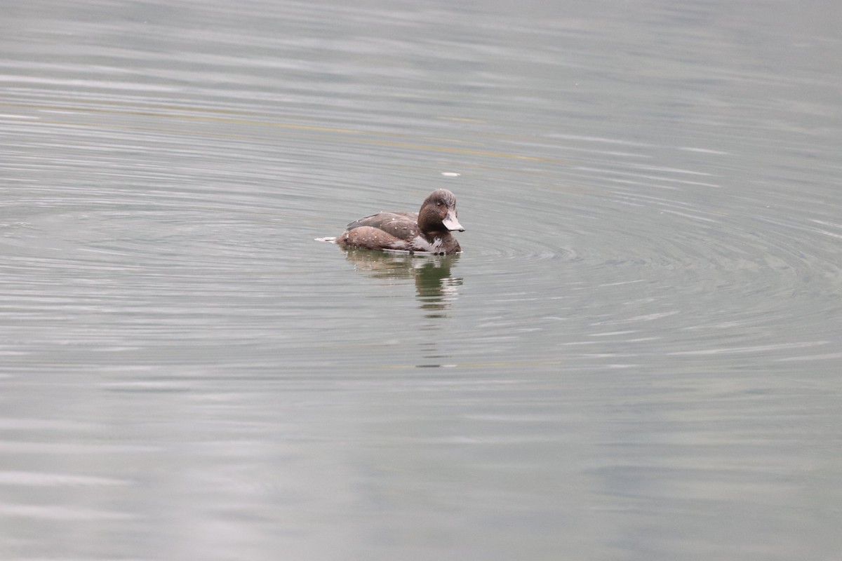 New Zealand Scaup - Louise Venne
