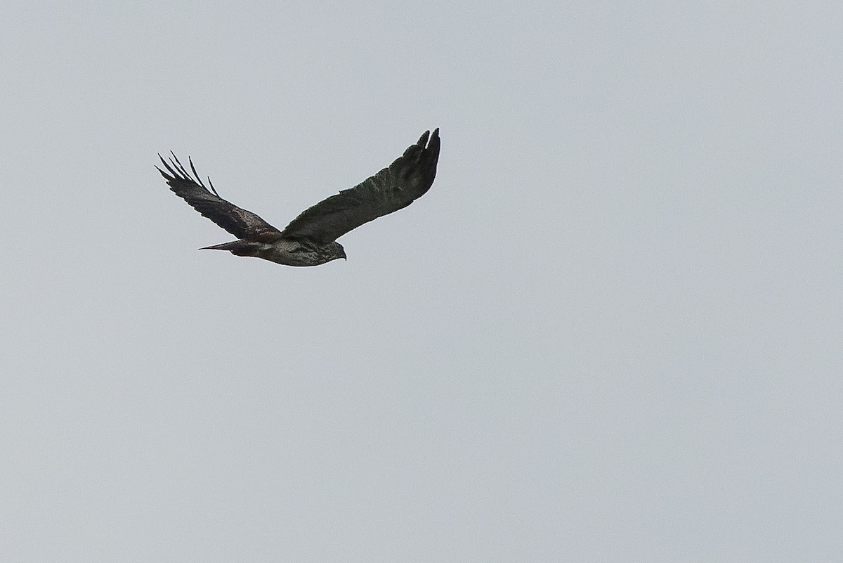 Pygmy Eagle - Joachim Bertrands