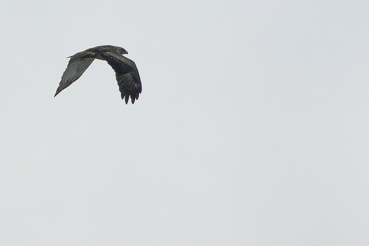 Новогвинейский орёл-карлик - ML616578825