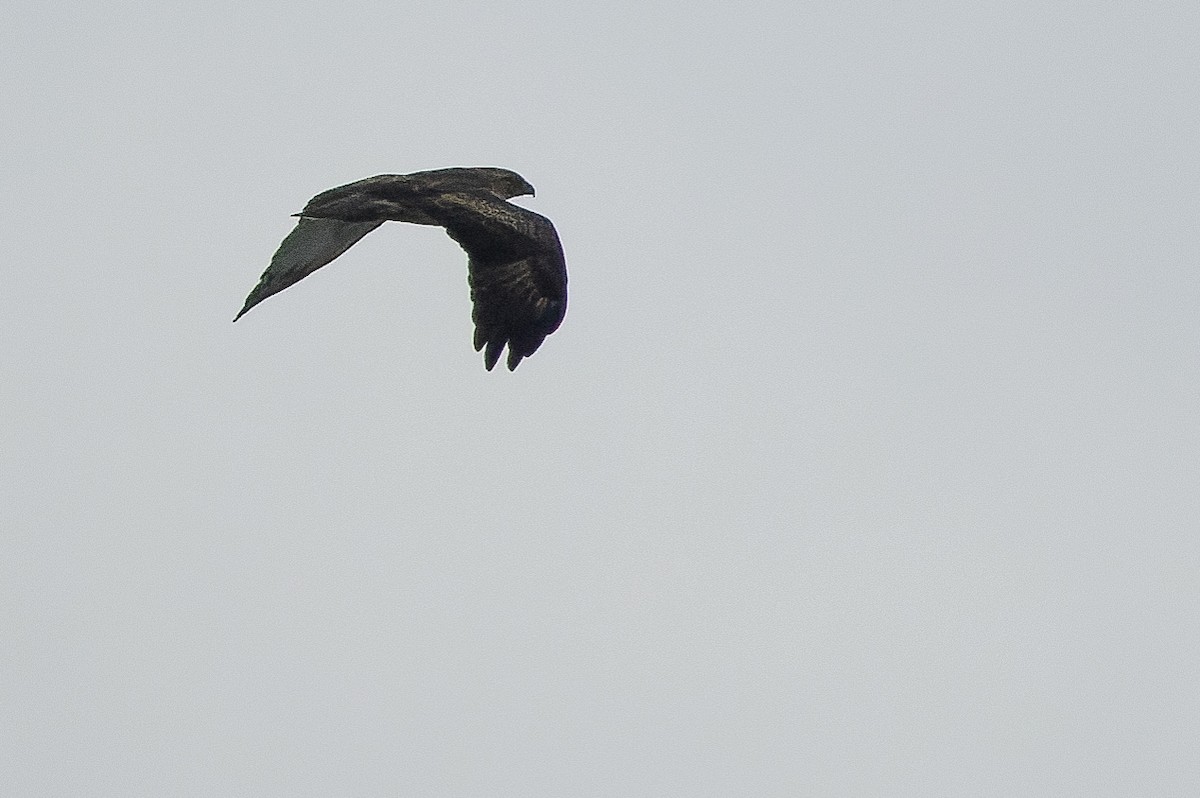 Новогвинейский орёл-карлик - ML616578826