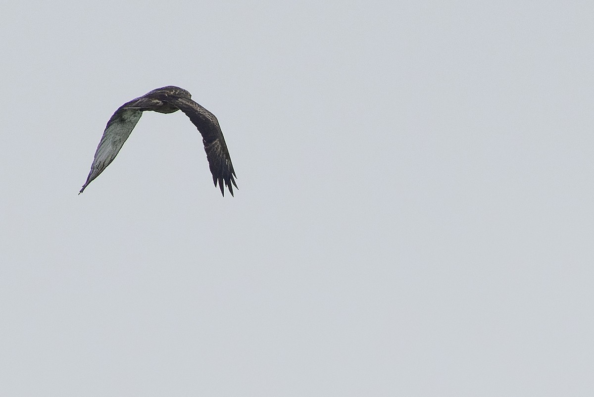 Новогвинейский орёл-карлик - ML616578827