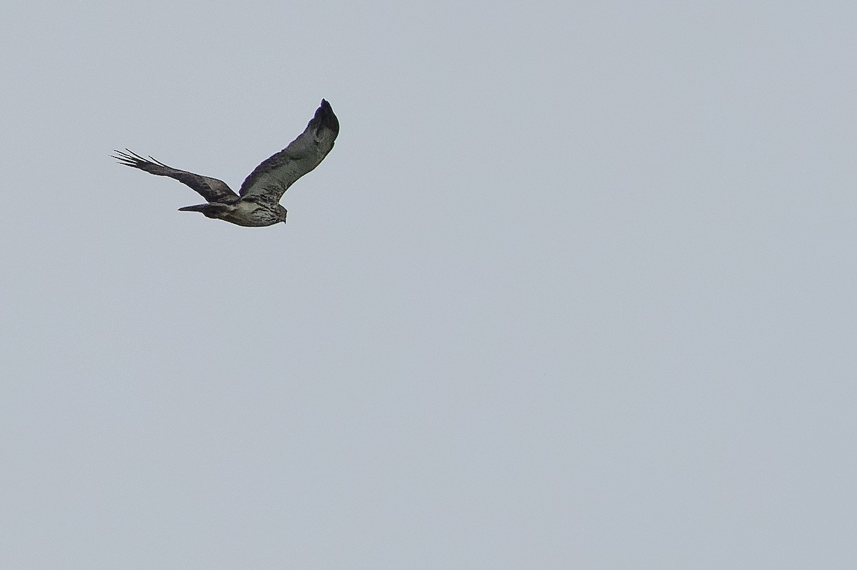 Новогвинейский орёл-карлик - ML616578828