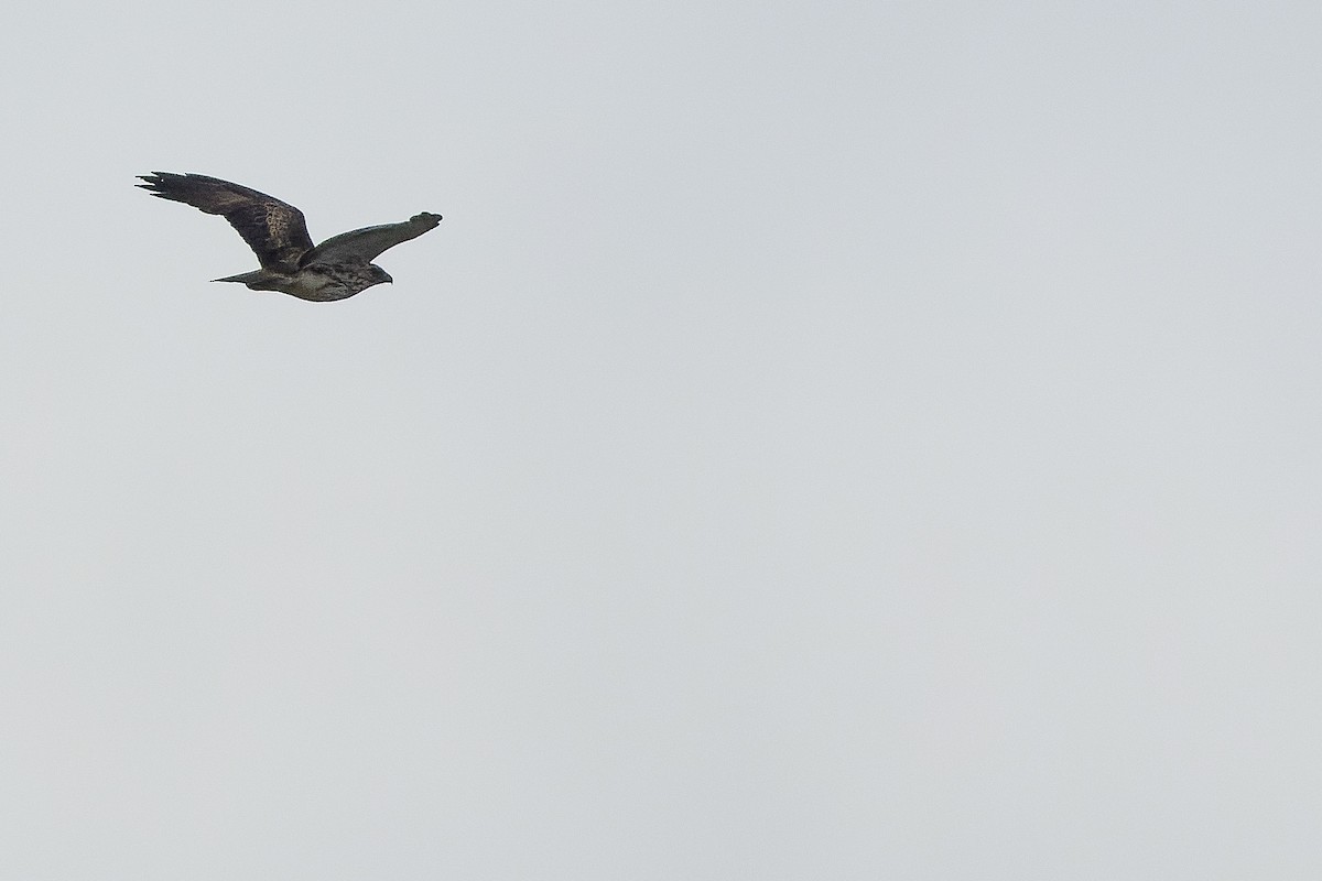 Новогвинейский орёл-карлик - ML616578829