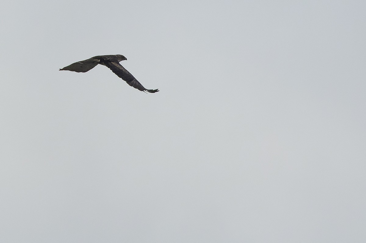 Новогвинейский орёл-карлик - ML616578832
