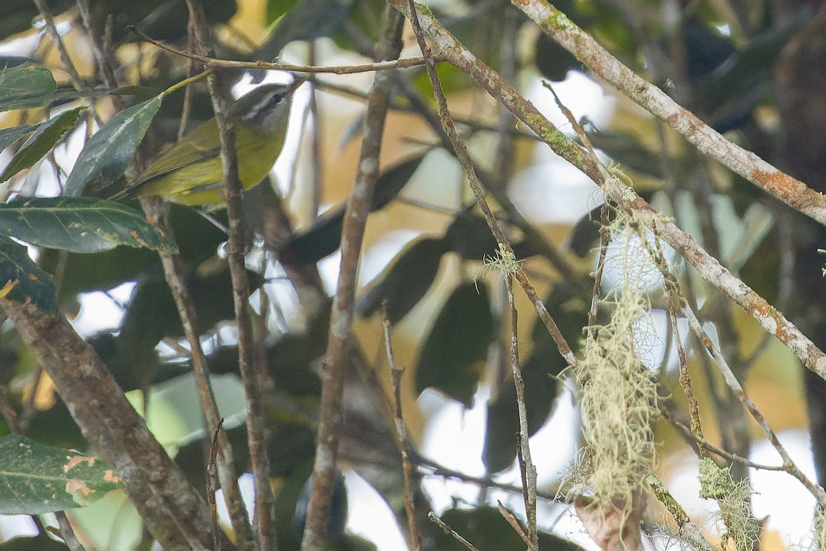 Island Leaf Warbler (New Guinea) - ML616578860