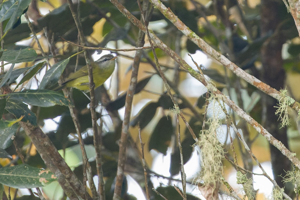 Island Leaf Warbler (New Guinea) - ML616578861