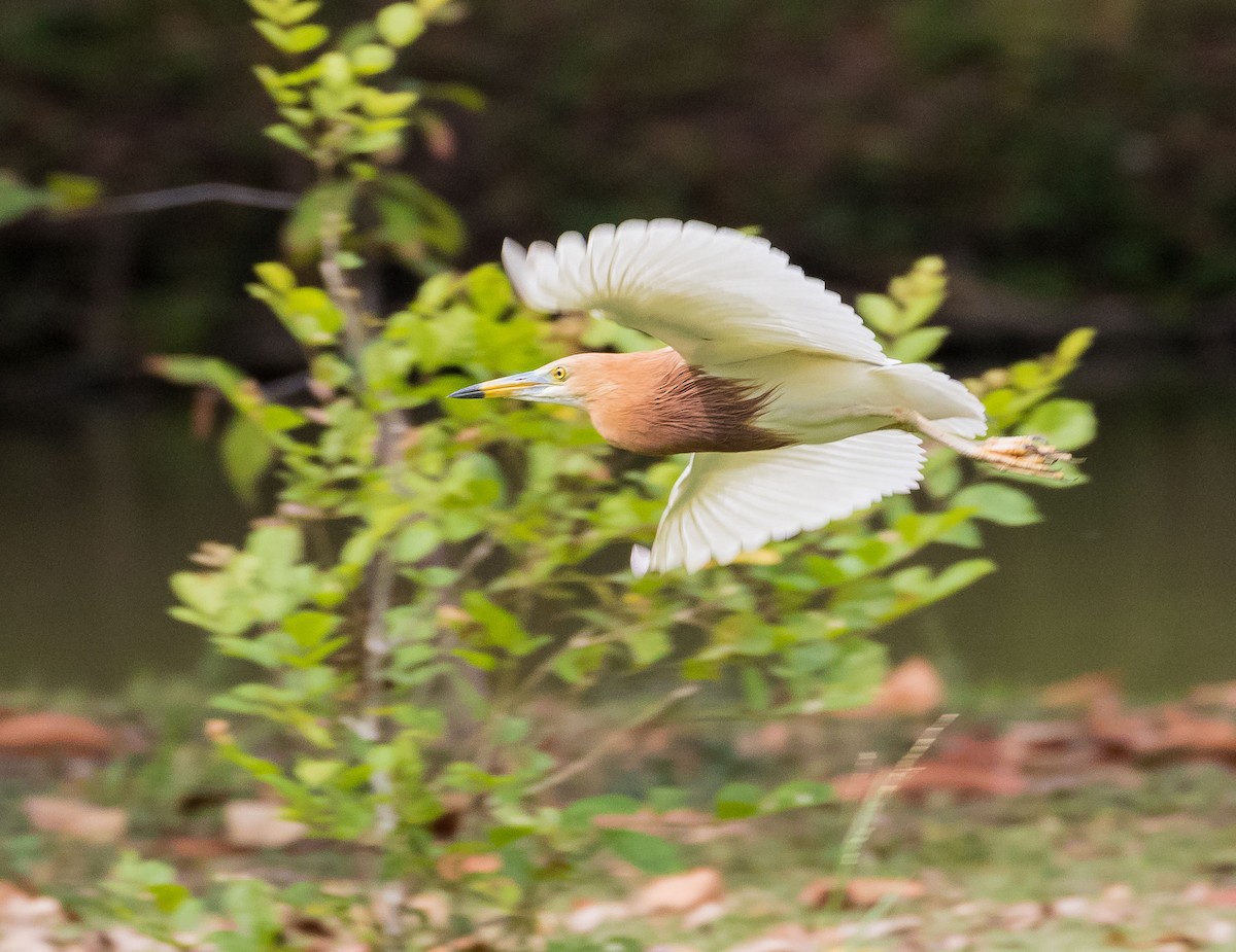 Javan Pond-Heron - John le Rond