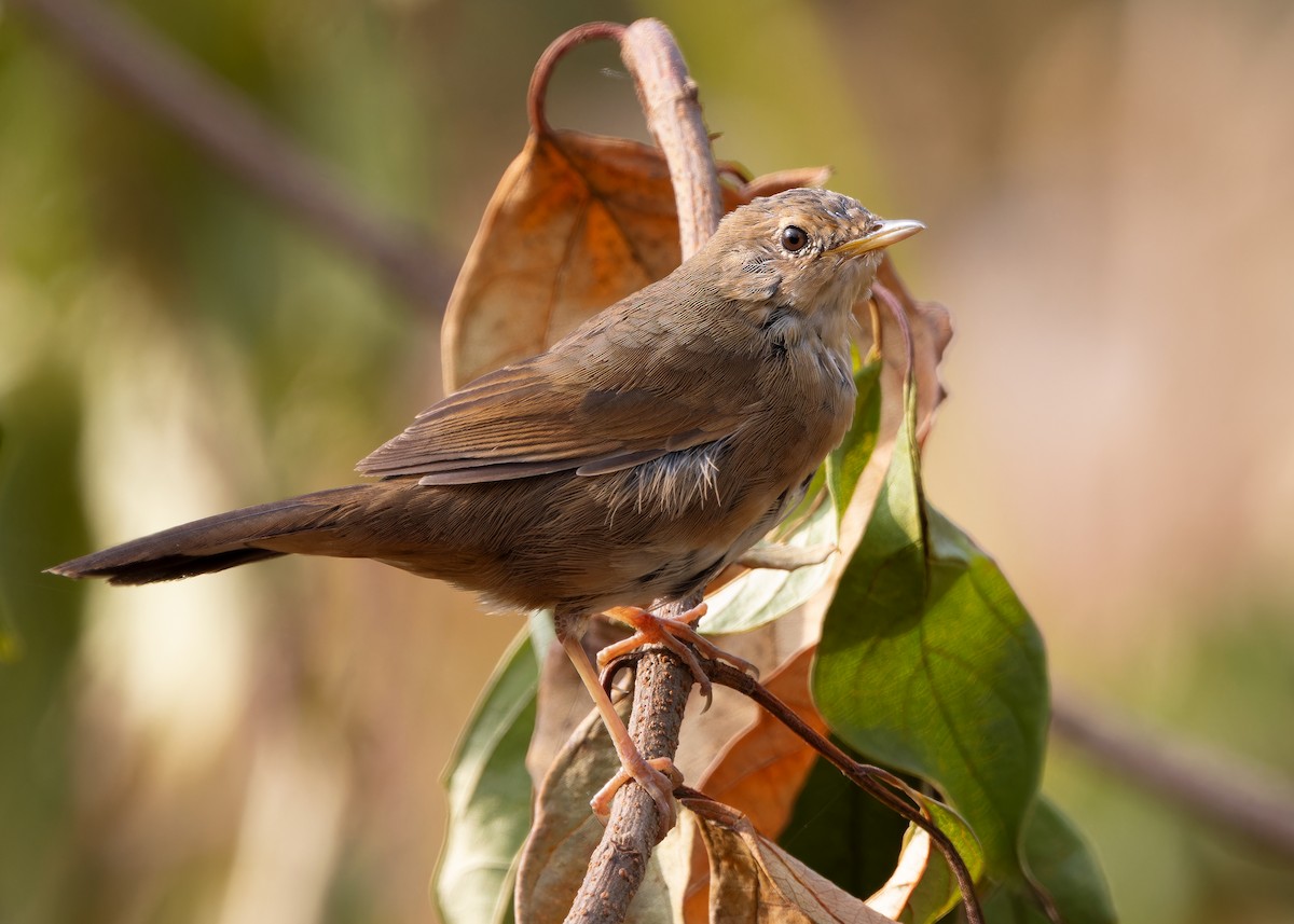 Brown Bush Warbler - Ayuwat Jearwattanakanok