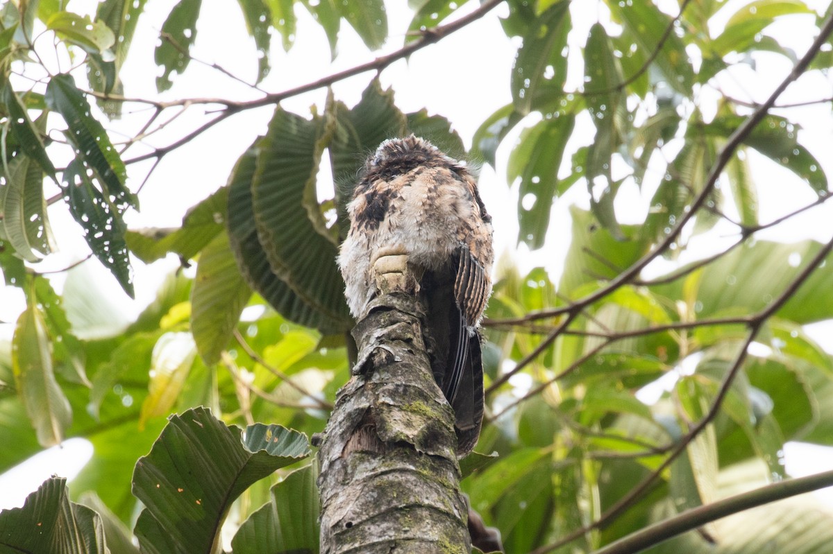 Andean Potoo - ML616578922