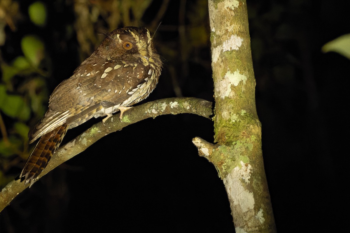 Feline Owlet-nightjar - ML616578970