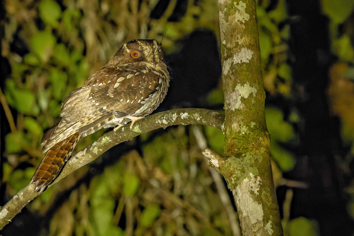 Feline Owlet-nightjar - ML616578973