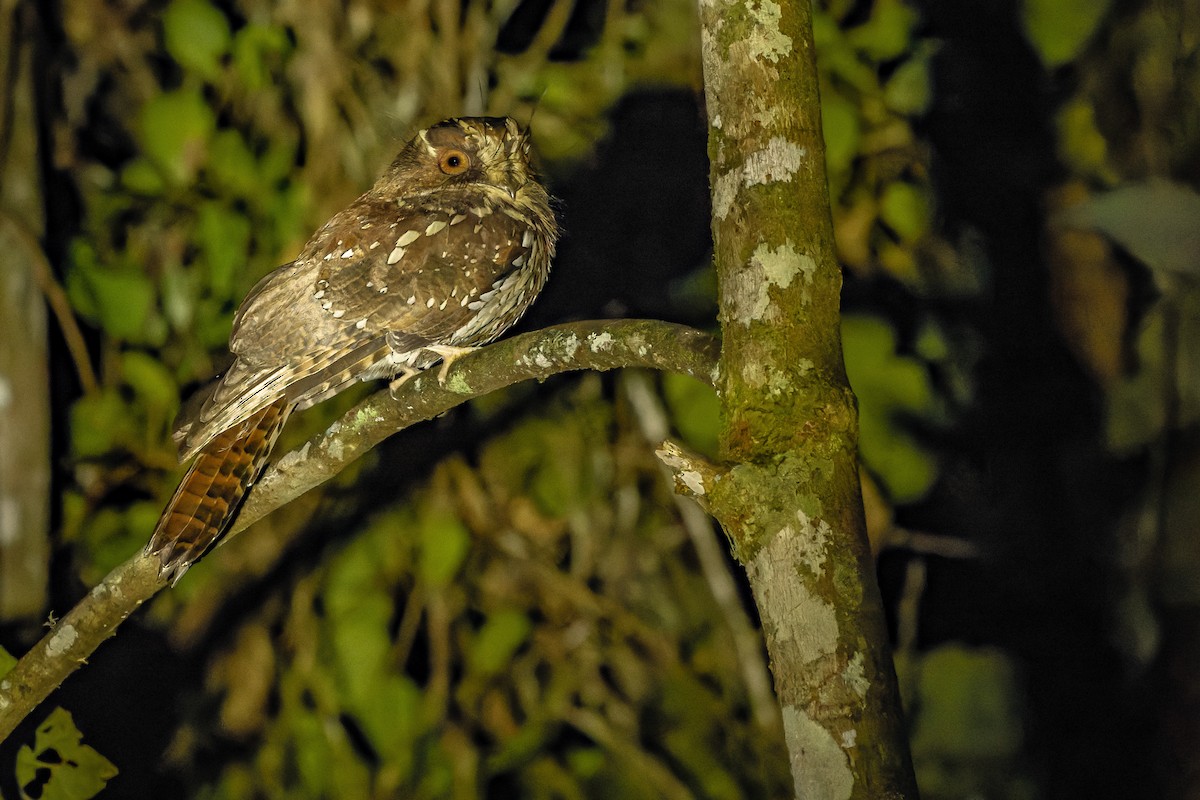 Feline Owlet-nightjar - ML616578976