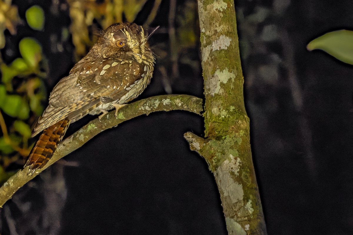 Feline Owlet-nightjar - ML616578978