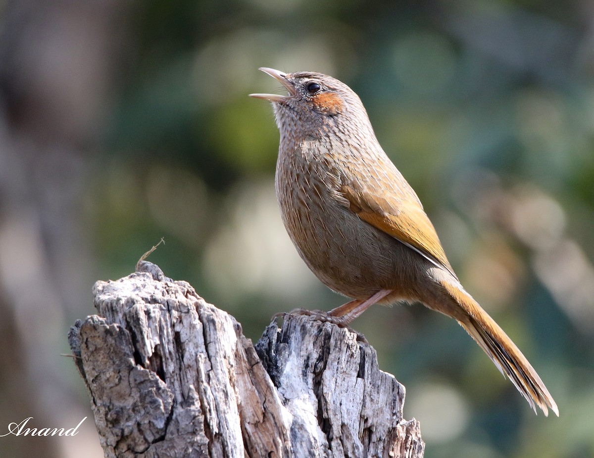 Streaked Laughingthrush - Anand Singh