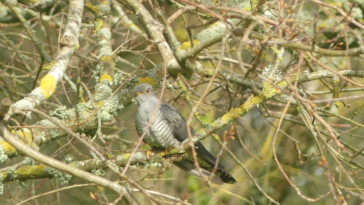 Common Cuckoo - ML616578986