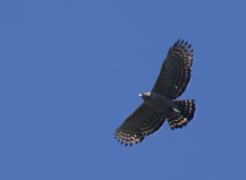 Legge's Hawk-Eagle - sreekanth c