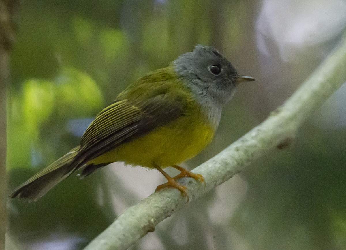 Gray-headed Canary-Flycatcher - ML616579014