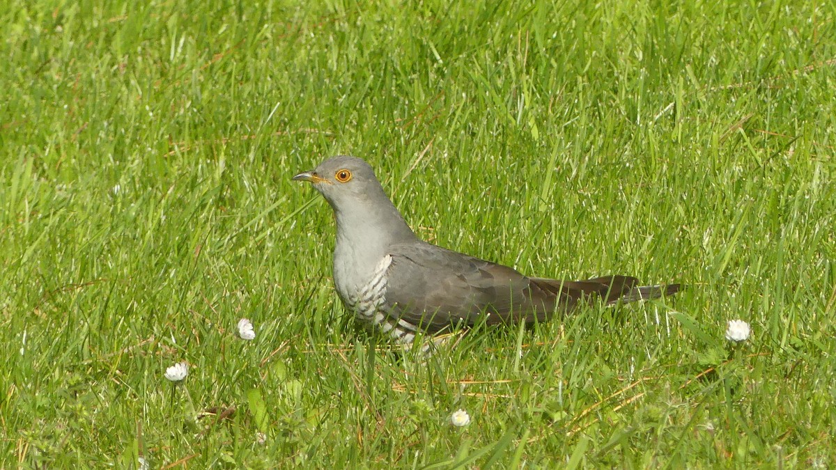 Common Cuckoo - ML616579020