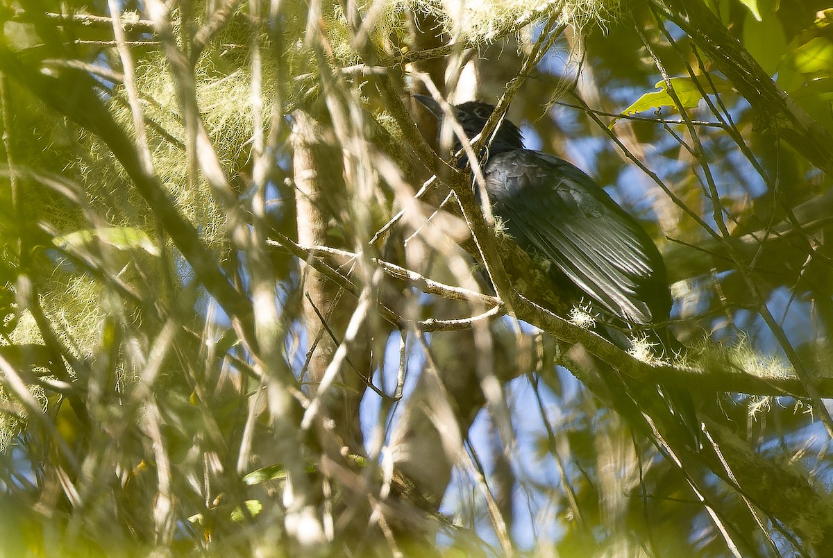 White-crowned Cuckoo - ML616579023