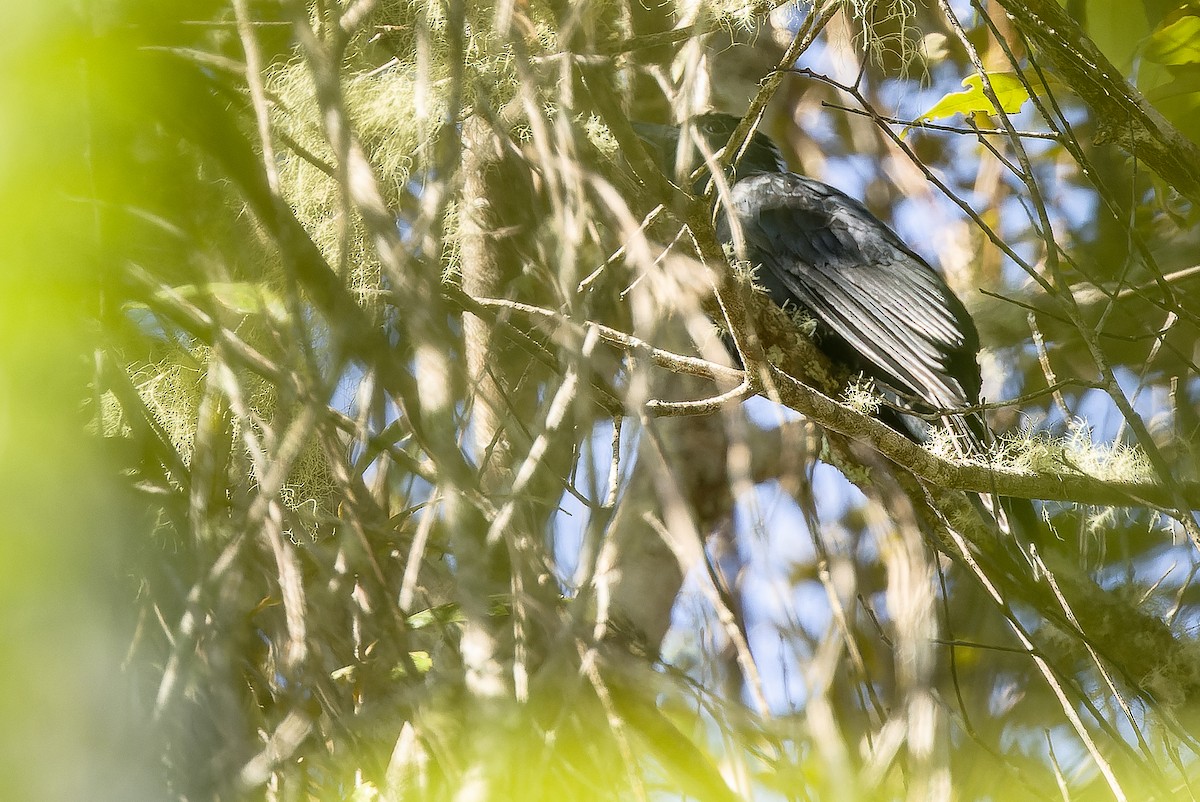 White-crowned Cuckoo - ML616579024
