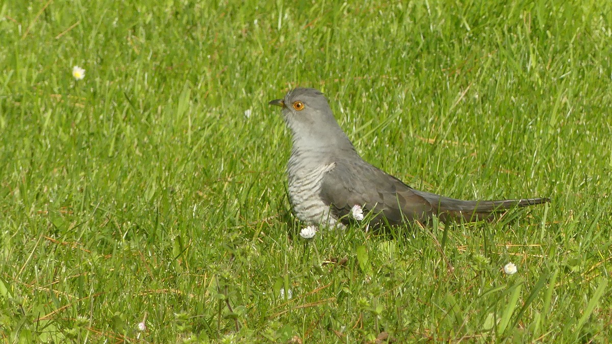 Common Cuckoo - ML616579030