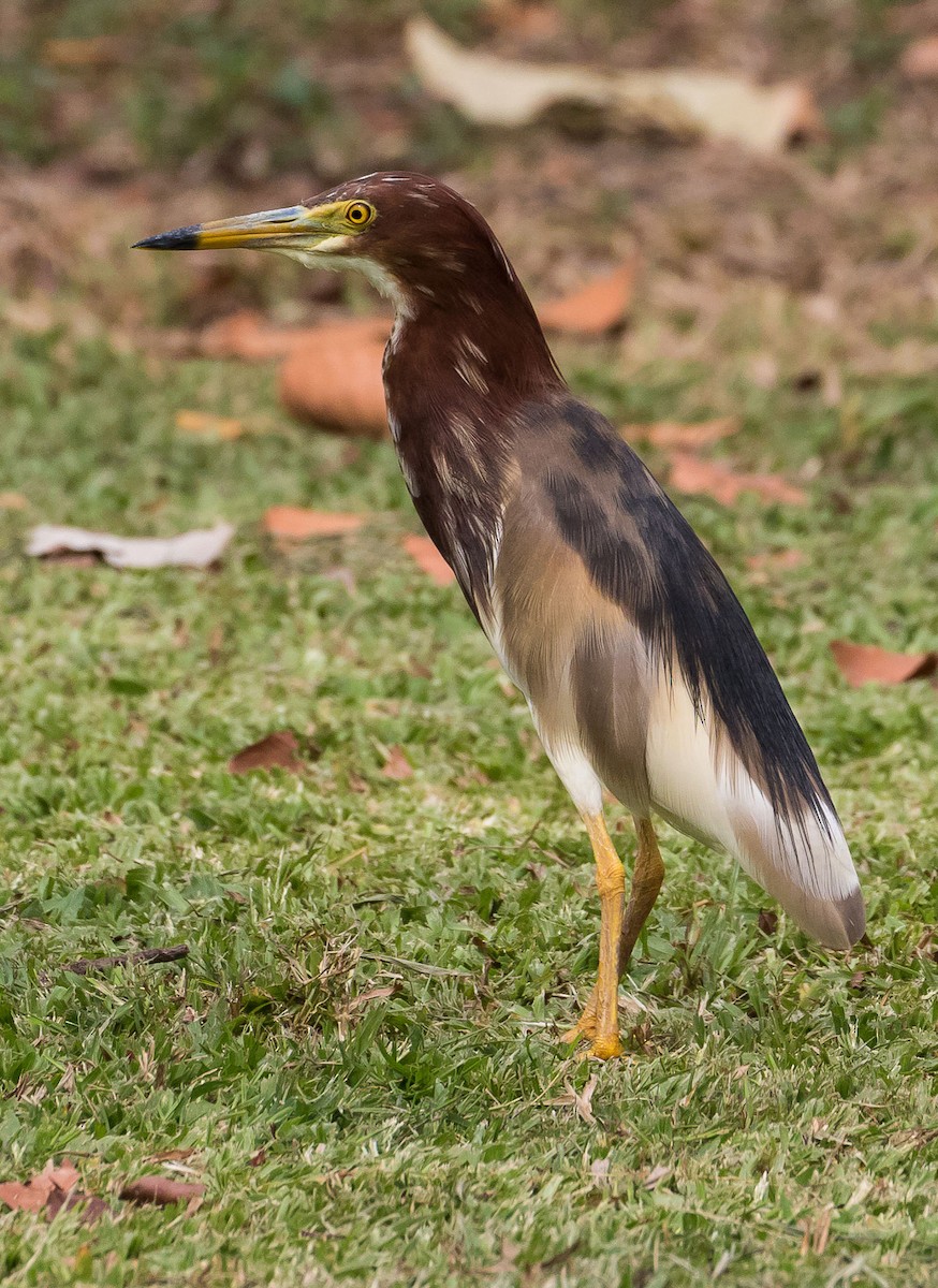 Chinese Pond-Heron - John le Rond