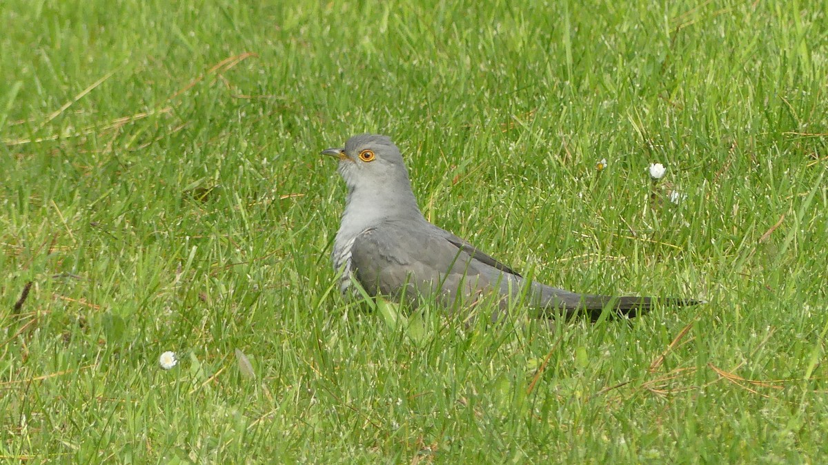 Common Cuckoo - ML616579050