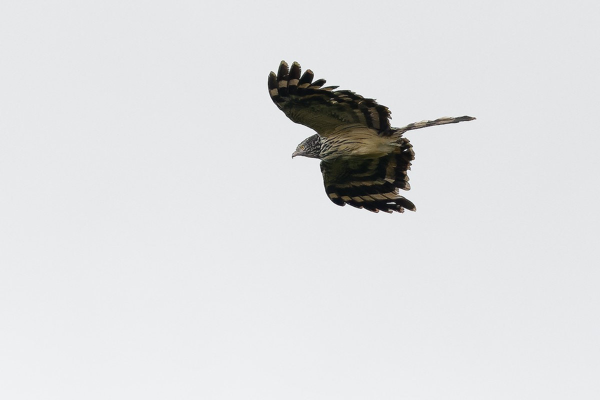 Long-tailed Honey-buzzard - ML616579068