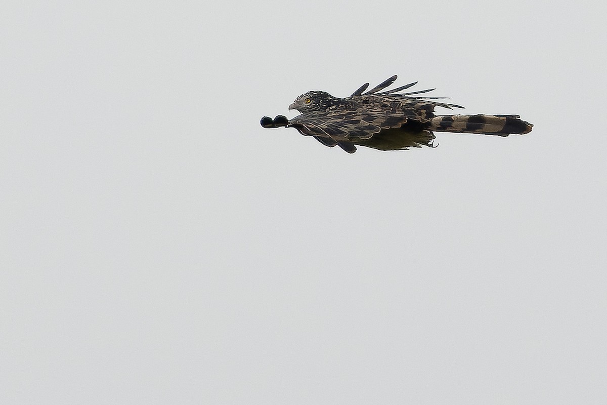 Long-tailed Honey-buzzard - ML616579069