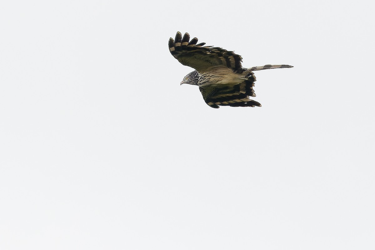 Long-tailed Honey-buzzard - ML616579070